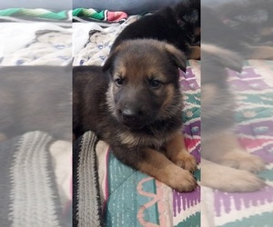 German Shepherd Dog Puppy for sale in MOUNTAIN LAKE, MN, USA