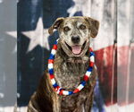 Small #16 Catahoula Leopard Dog Mix