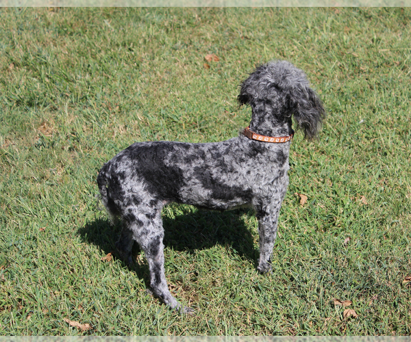 Medium Photo #19 Poodle (Toy) Puppy For Sale in CHANUTE, KS, USA