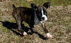Small Photo #15 Boxer Puppy For Sale in CHILHOWEE, MO, USA