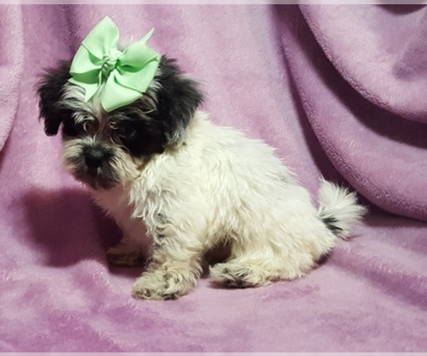 Medium Photo #4 ShihPoo Puppy For Sale in BUFFALO, MO, USA