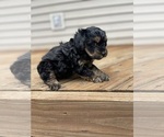 Small #5 YorkiePoo