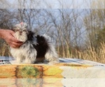 Small #21 Shih Tzu