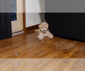 Bichpoo Puppy for sale in EVERGREEN PARK, IL, USA