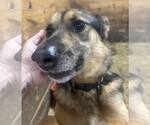 Small #2 German Shepherd Dog Mix