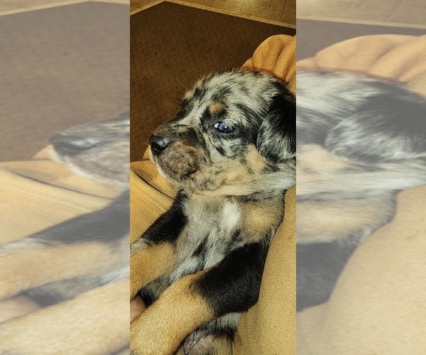 Medium Photo #15 Catahoula Leopard Dog-Rottweiler Mix Puppy For Sale in BRADFORD, NY, USA