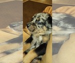 Small Photo #15 Catahoula Leopard Dog-Rottweiler Mix Puppy For Sale in BRADFORD, NY, USA
