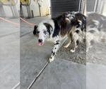 Small Border-Aussie