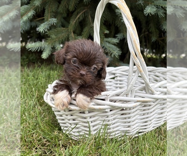 Medium Photo #3 Shih Tzu Puppy For Sale in MIDDLEBURY, IN, USA