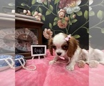 Small #4 Cavalier King Charles Spaniel