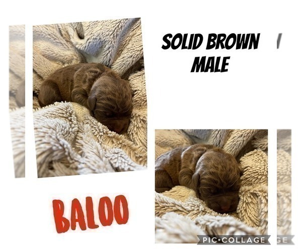Medium Photo #2 English Bulldog-Poodle (Standard) Mix Puppy For Sale in FLATWOODS, KY, USA