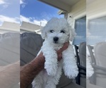 Puppy Gilbert Bichon Frise