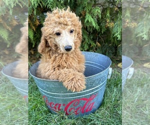 Poodle (Miniature) Puppy for sale in MIDDLEBURY, IN, USA