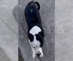Small American Staffordshire Terrier Mix
