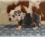 Small #5 English Bulldog