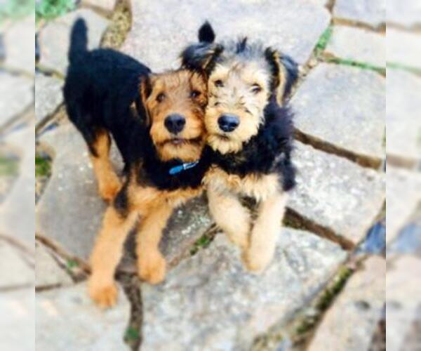 Medium Photo #8 Airedale Terrier Puppy For Sale in BOWRING, OK, USA