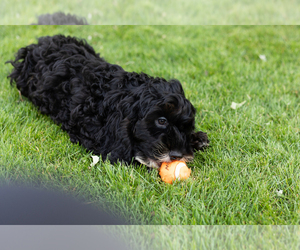 Cockapoo (Miniature) Puppy for sale in NAPPANEE, IN, USA