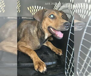 Black Mouth Cur Dogs for adoption in Ocala, FL, USA