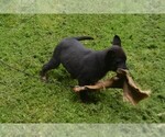 Small #3 German Shepherd Dog