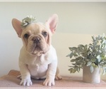 Puppy 2 French Bulldog