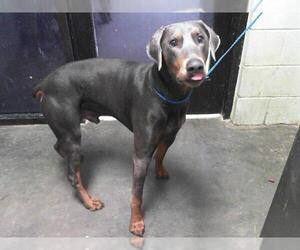 Doberman Pinscher Dogs for adoption in Tulsa, OK, USA