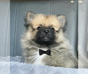 Pomeranian Puppy for sale in HOUSTON, TX, USA