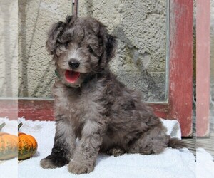 Goldendoodle-Poodle (Miniature) Mix Puppy for sale in GAP, PA, USA