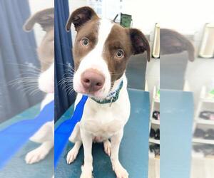 Labrador Retriever-Unknown Mix Dogs for adoption in Mobile, AL, USA