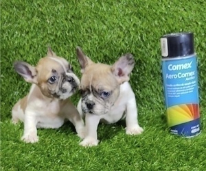 French Bulldog Puppy for sale in CHARLOTTE, NC, USA