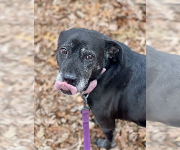Medium Photo #12 Boxer-Unknown Mix Puppy For Sale in Mount Laurel, NJ, USA