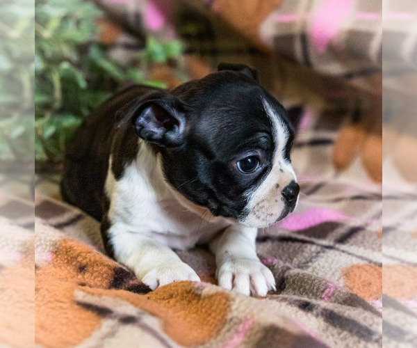 Medium Photo #8 Boston Terrier Puppy For Sale in WAKARUSA, IN, USA