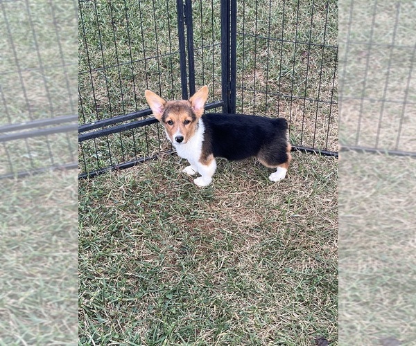 Medium Photo #1 American Corgi Puppy For Sale in PEEBLES, OH, USA