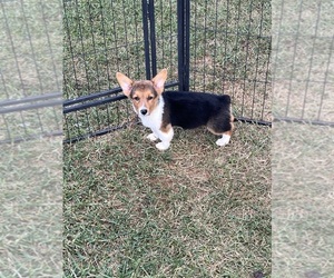American Corgi Puppy for sale in PEEBLES, OH, USA