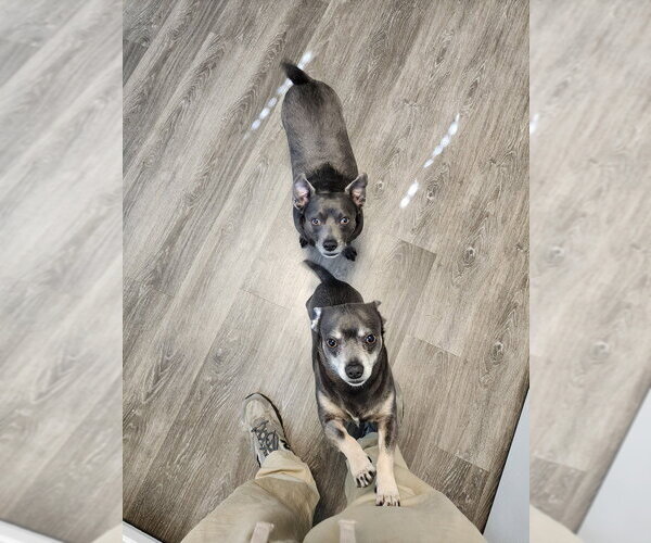 Medium Photo #2 Chihuahua-Unknown Mix Puppy For Sale in Candler, NC, USA