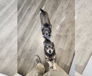 Tom and Jerry - Male Chihuahua-Unknown Mix Dog for Adoption - Photo #2