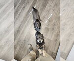 Small #1 Chihuahua Mix