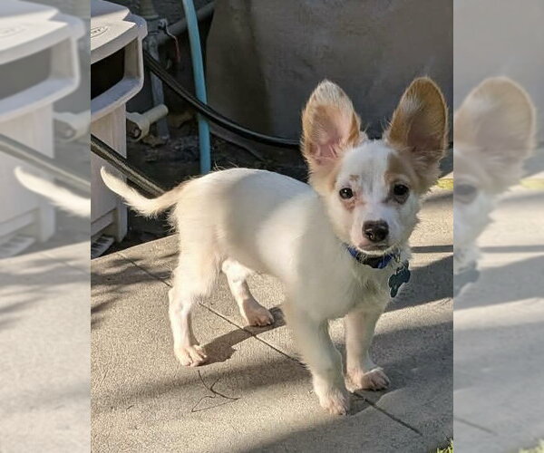 Medium Photo #5 Chihuahua-Colonial Cocker Spaniel Mix Puppy For Sale in Corona, CA, USA