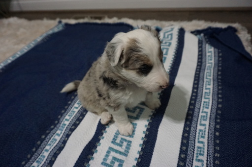 Medium Photo #4 Border Collie Puppy For Sale in ROCK ISLAND, IL, USA