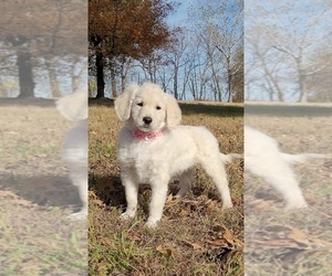 English Cream Golden Retriever-Poodle (Standard) Mix Puppy for sale in GOLDEN CITY, MO, USA