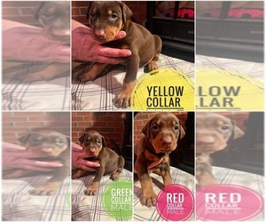Doberman Pinscher Puppy for sale in FOUNTAIN, CO, USA