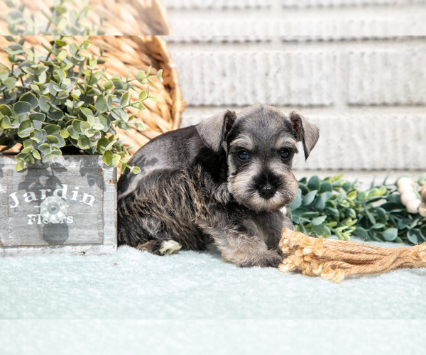 Medium Photo #5 Schnauzer (Miniature) Puppy For Sale in BALTIC, OH, USA