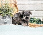Small Photo #5 Schnauzer (Miniature) Puppy For Sale in BALTIC, OH, USA