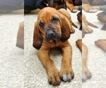 Small #1 Bloodhound