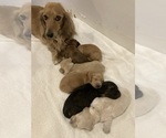 Small Photo #4 Dachshund Puppy For Sale in BUCHANAN, GA, USA