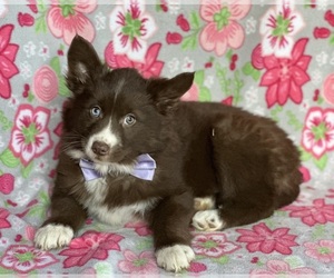 Border Collie-Pomsky Mix Puppy for sale in LANCASTER, PA, USA