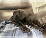 Small Photo #33 American Bully Puppy For Sale in REESEVILLE, WI, USA