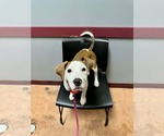 Small #7 Mutt