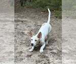 Small #5 Mutt