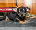 Small Photo #6 Chihuahua Puppy For Sale in GENEVA, IN, USA