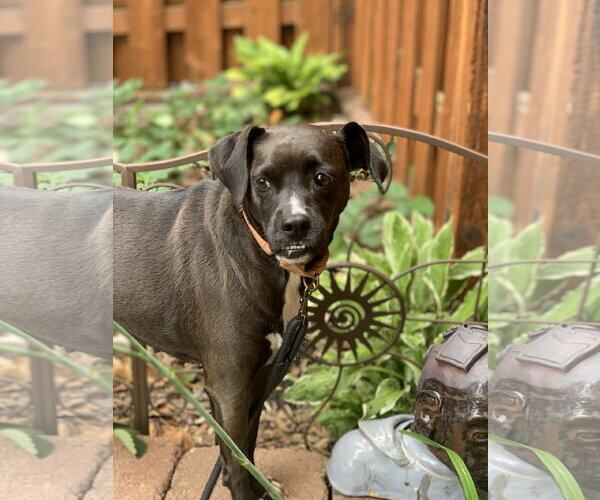 Medium Photo #5 Mutt Puppy For Sale in Brooklyn Center, MN, USA